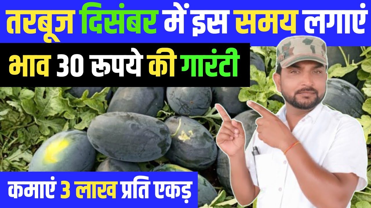 दिसंबर महीने में अगेती तरबूज की खेती || Tarbuj Ki Kheti