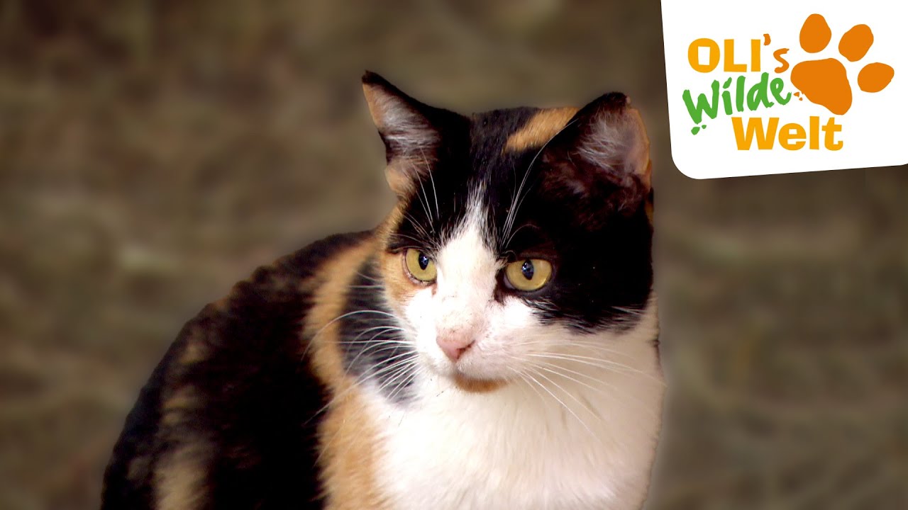 Die faszinierenden Sinne der Katzen | OLI's Wilde Welt