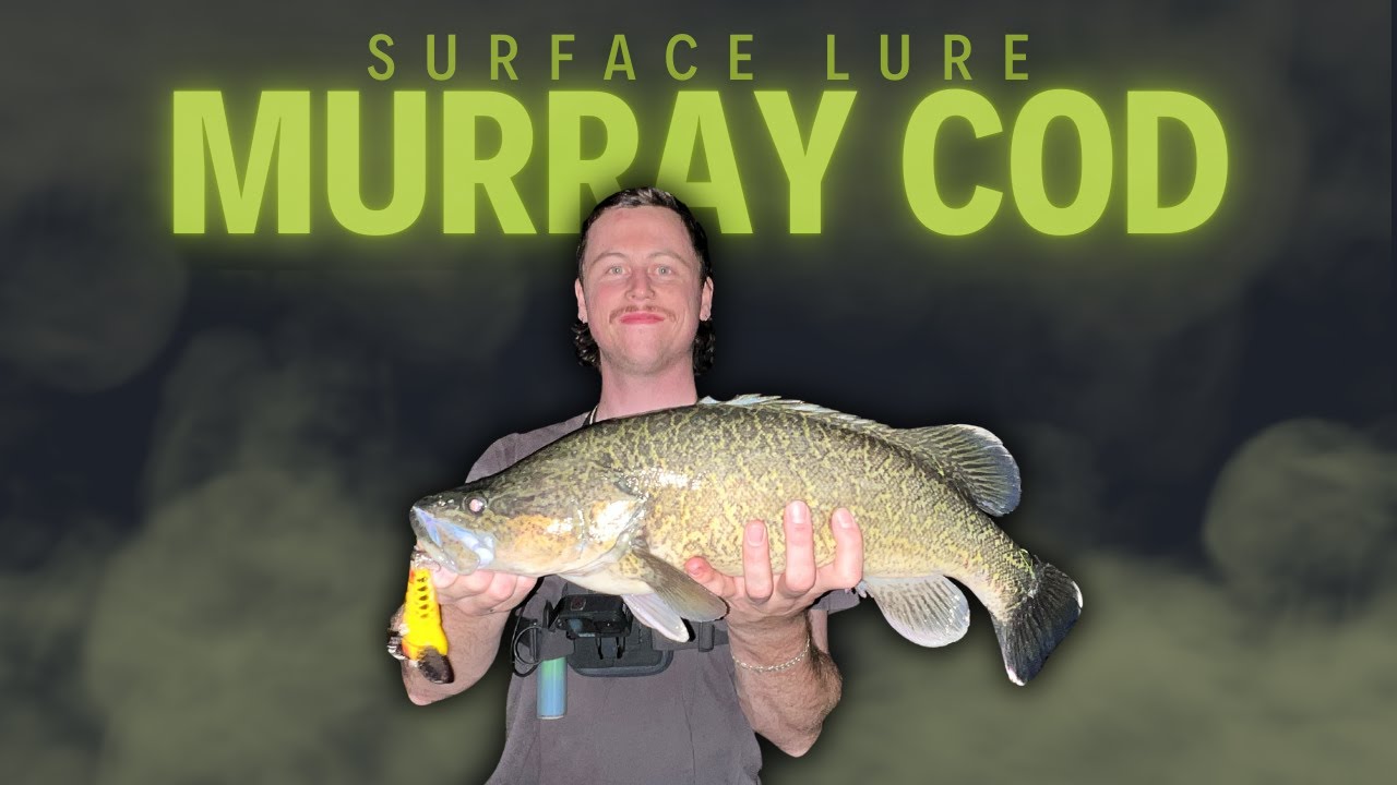 My FIRST MURRAY COD on a SURFACE LURE!!! (Yarra & Murray River Cod Fishing)