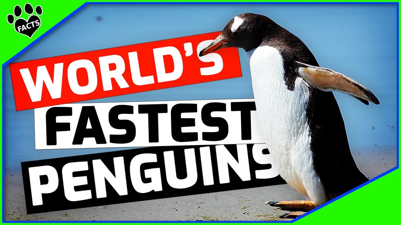 Top 10 Interesting Facts About Gentoo Penguins 101