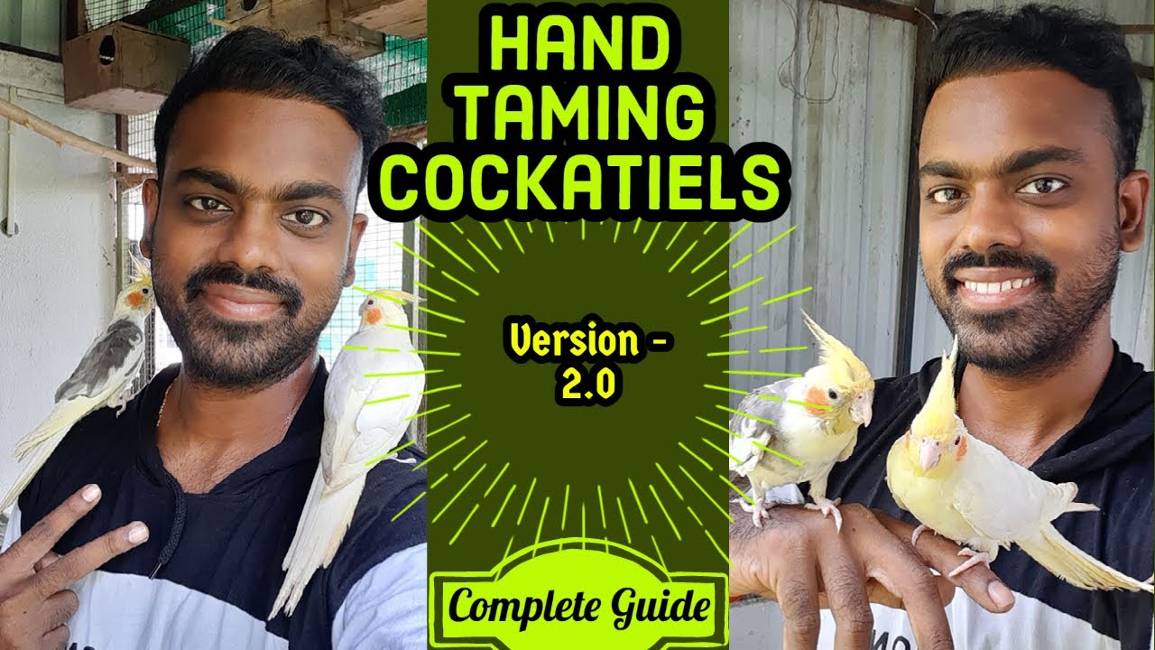Hand Taming 2 Cockatiels (In Tamil)| Free Flight training| தமிழில் |Step by Step process|Version 2