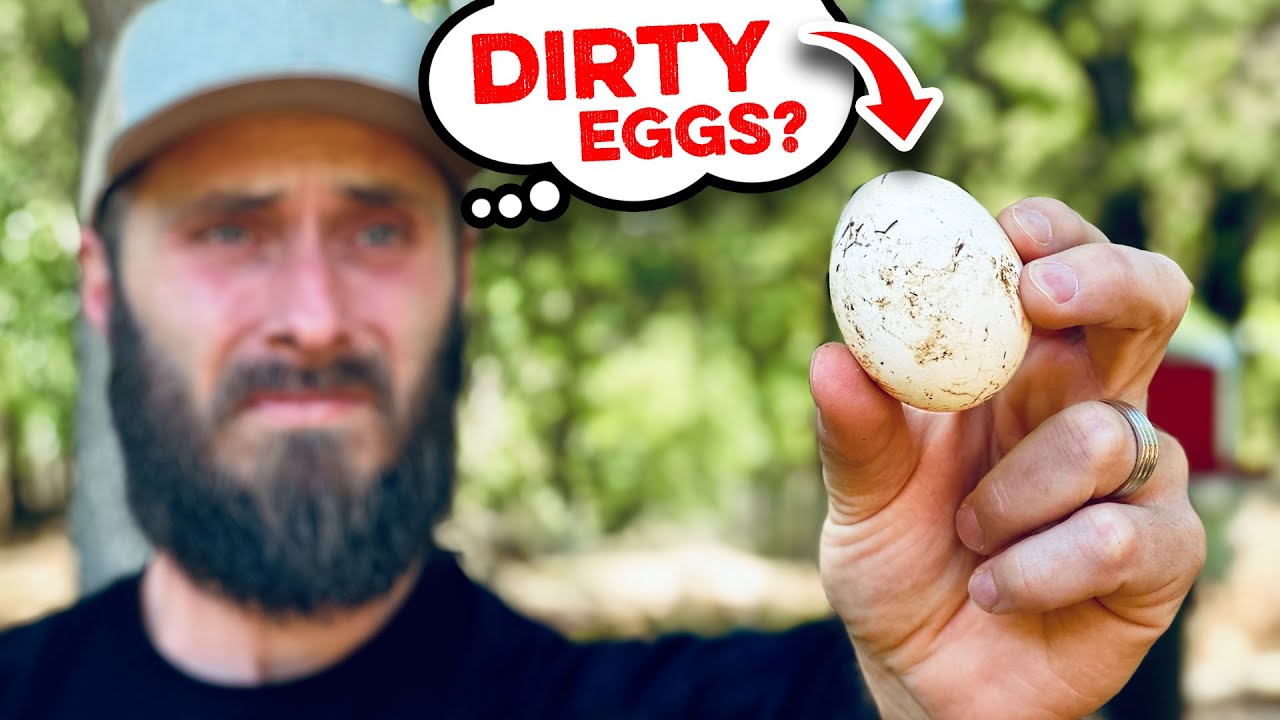Dirty Backyard Chicken Eggs? This Will Help!
