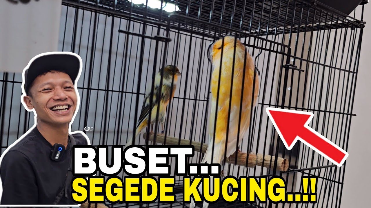 COBA LURR...BEDAKAN YS HARGA 4,5 JT DENGAN YS HARGA....??