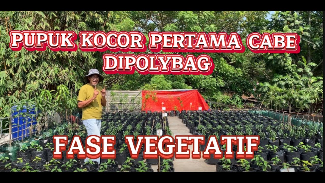 PUPUK KOCOR PERTAMA CABE DI POLIBAG : FASE VEGETATIF