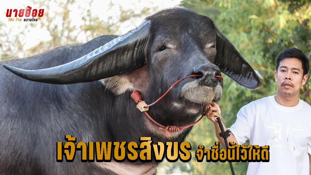 เจ้าเพชรสิงขร จำชื่อนี้ไว้ให้ดี 【OFFICIAL MV】
