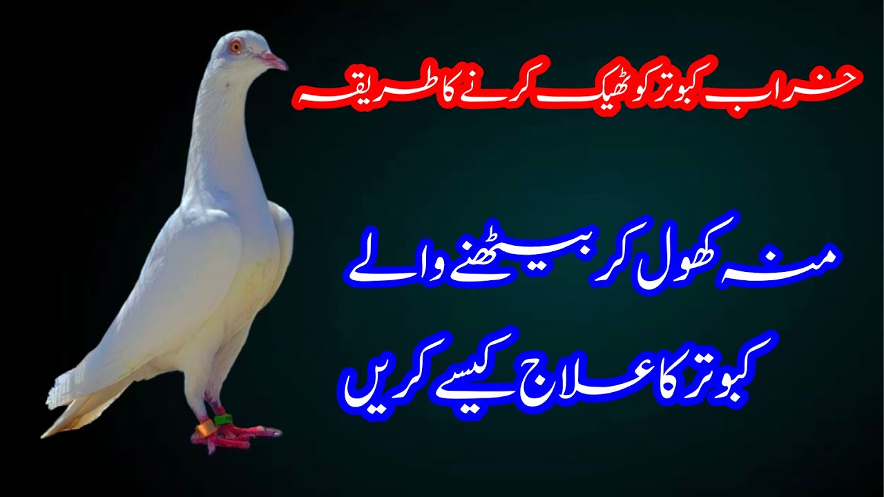 Khrab Kabootar Ko Thek Karny Ka Tarika || Afzaal Pigeons