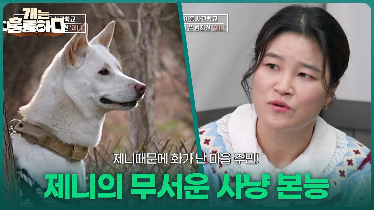 제니때문에 화가 난 마을 주민! 제니의 무서운 사냥 본능 [개는 훌륭하다] | KBS 260209 방송