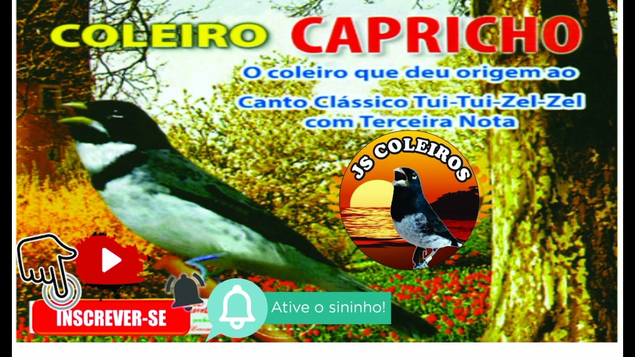 TUI TUI ZEL ZEL COLEIRO  CAPRICHO 3° NOTA