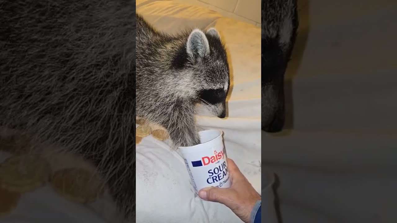 Raccoonland 3-4 Am Short One 