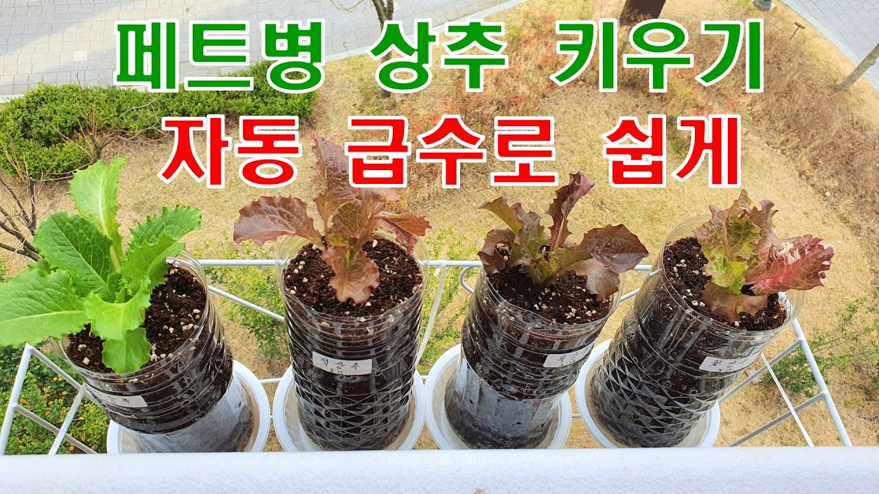🌱페트병 상추 키우기1 페트병 자동급수로 상추 집에서도 쉽게 재배하는 법