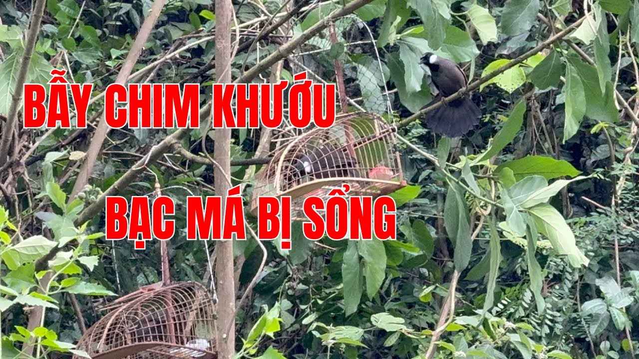 Bẫy chim khướu bạc má bị sổng. | Hoạt Họa Mi