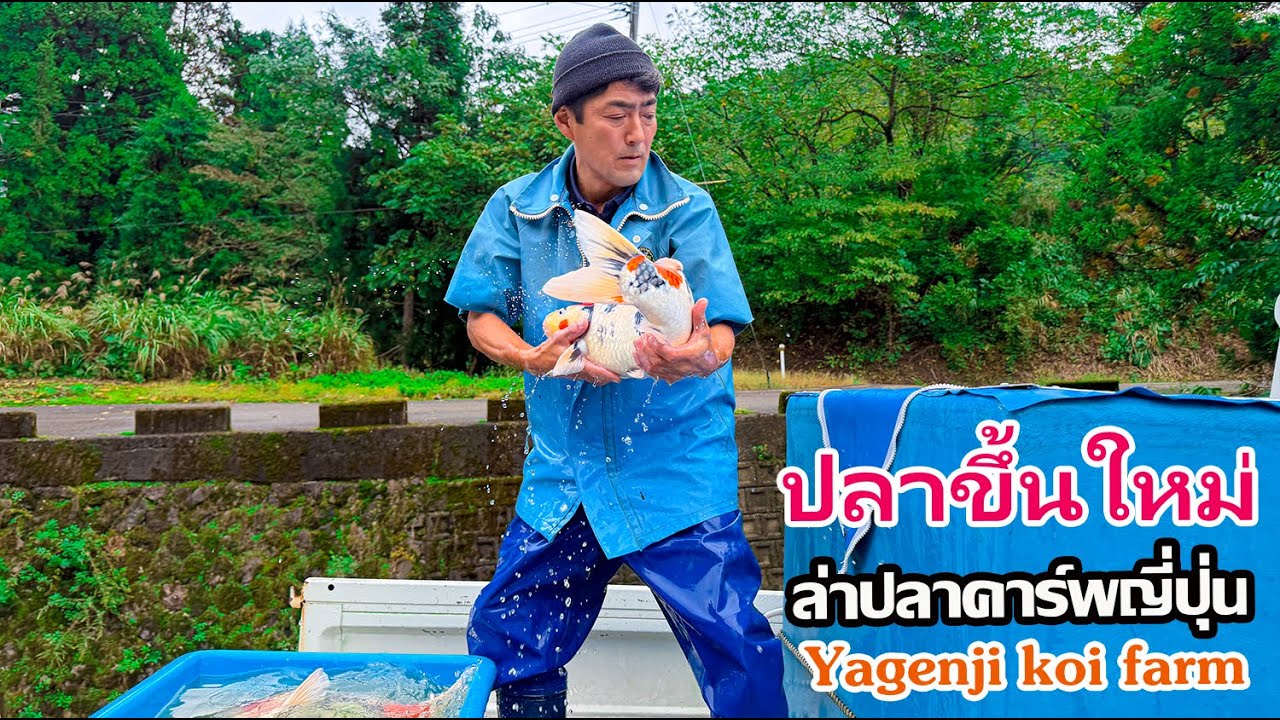 ปลาใหญ่ขึ้นจากบ่อดินมาเพิ่ม ต้องแย่งกันซื้อ Yagenji koi farm #ล่าปลาคาร์พญี่ปุ่น 2025 Niigata Japan