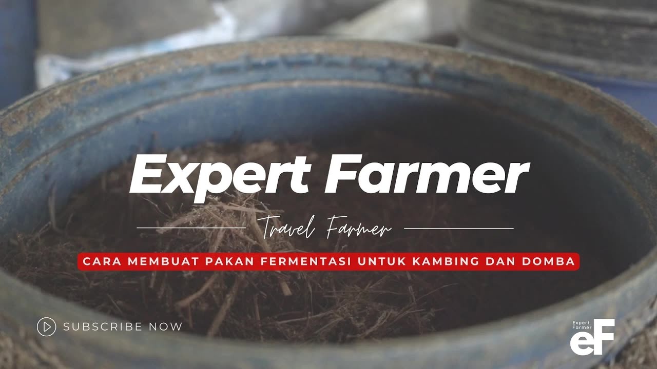 Cara Membuat Pakan Fermentasi untuk Ternak Kambing dan Domba