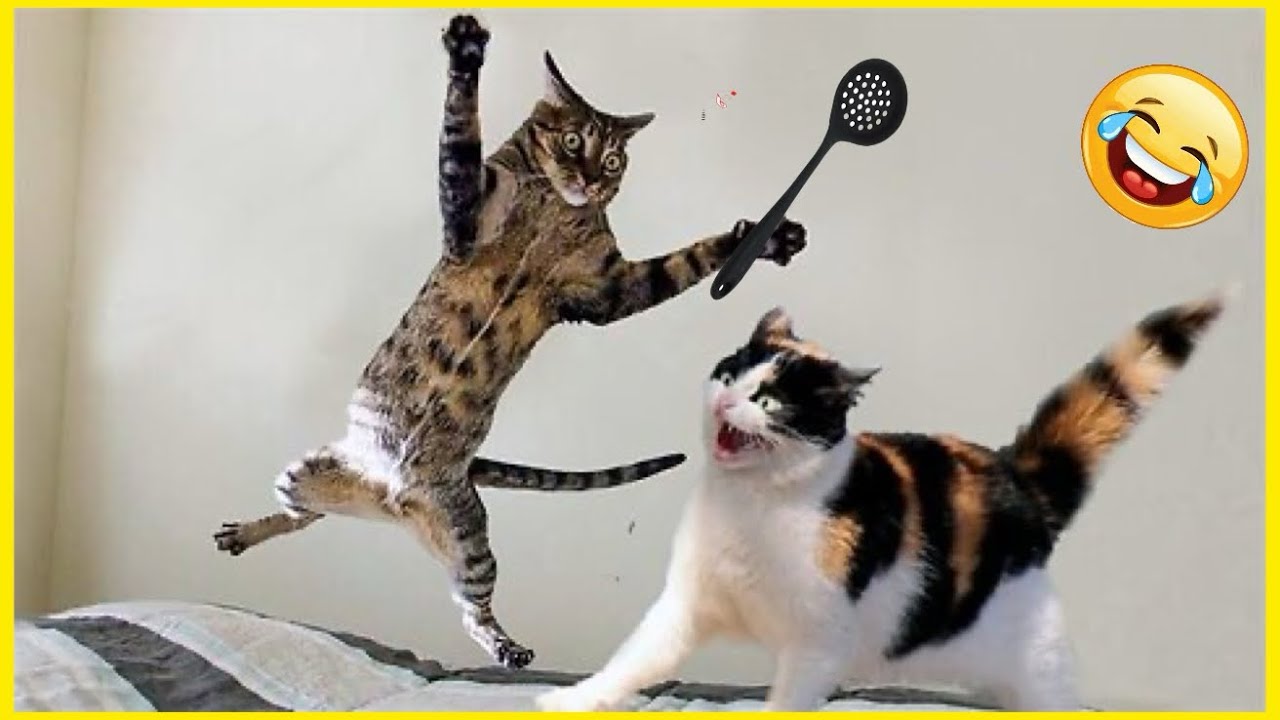 Try Not To Laugh 😹The Funniest Cat Video Ever