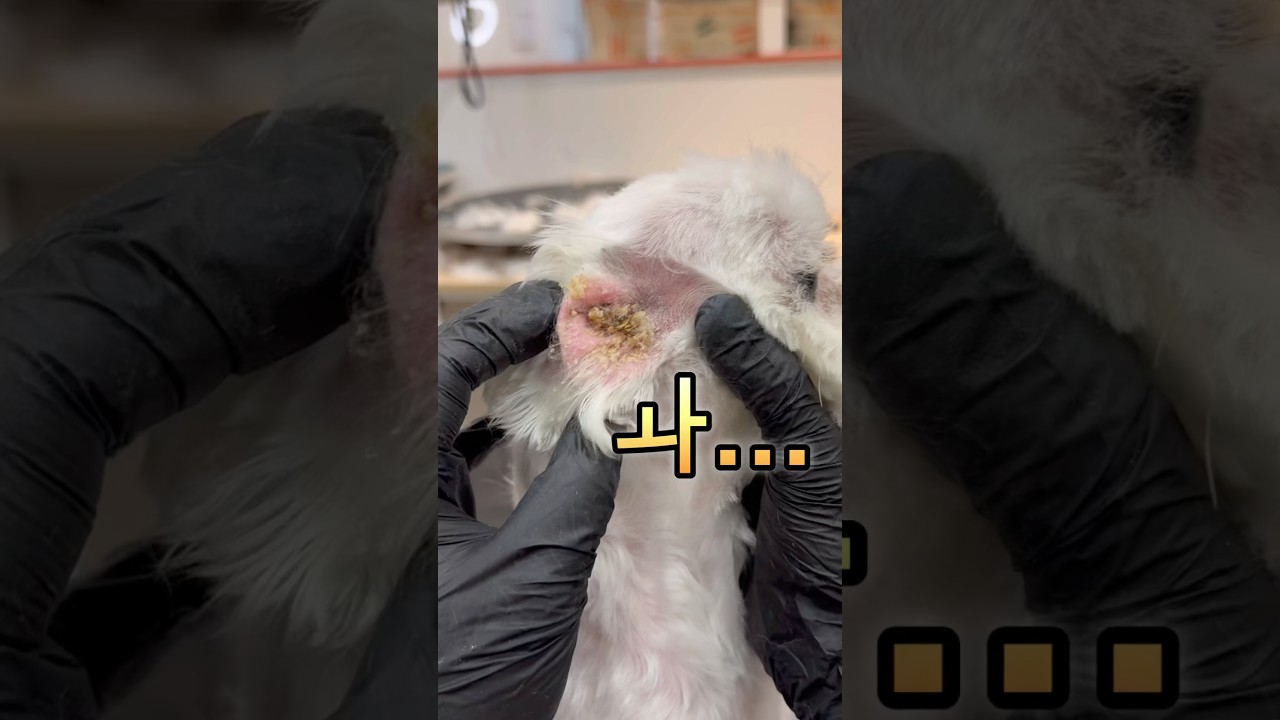 말티즈 귀염증 귀청소 #shorts #maltese #earcleaning ##강아지귀청소 #강아지귀염증 #말티즈 #강아지귓속털 #말티즈귀청소 #말티즈는참지않긔