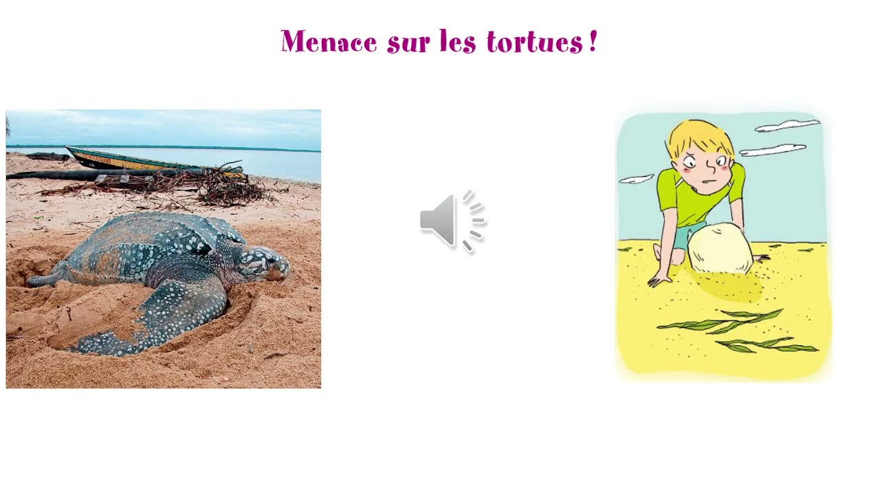 Alouette CE1 : unité 7 lecture 1 Menace sur les tortues
