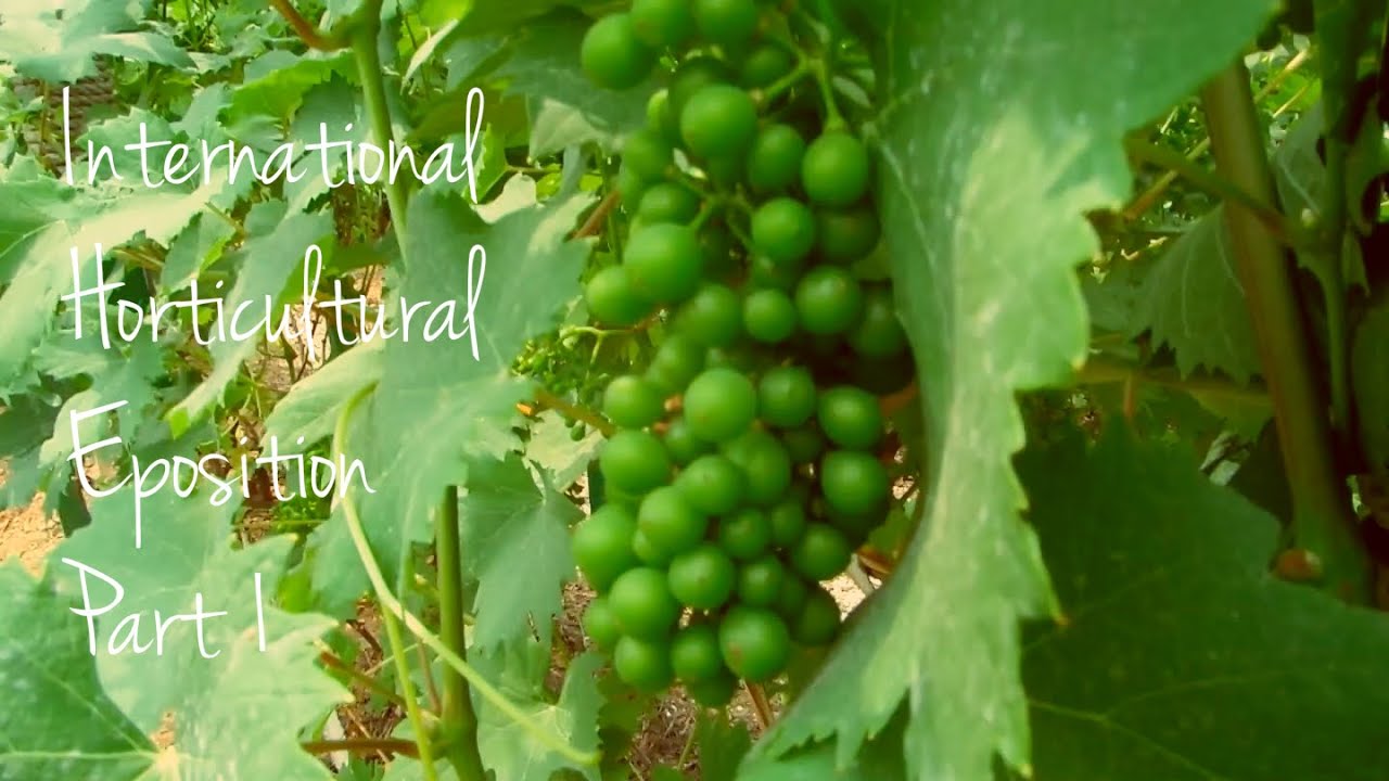 INTERNATIONAL HORTICULTURAL EXPOSITION PART 1 | VLOG | Betty Wolfgram