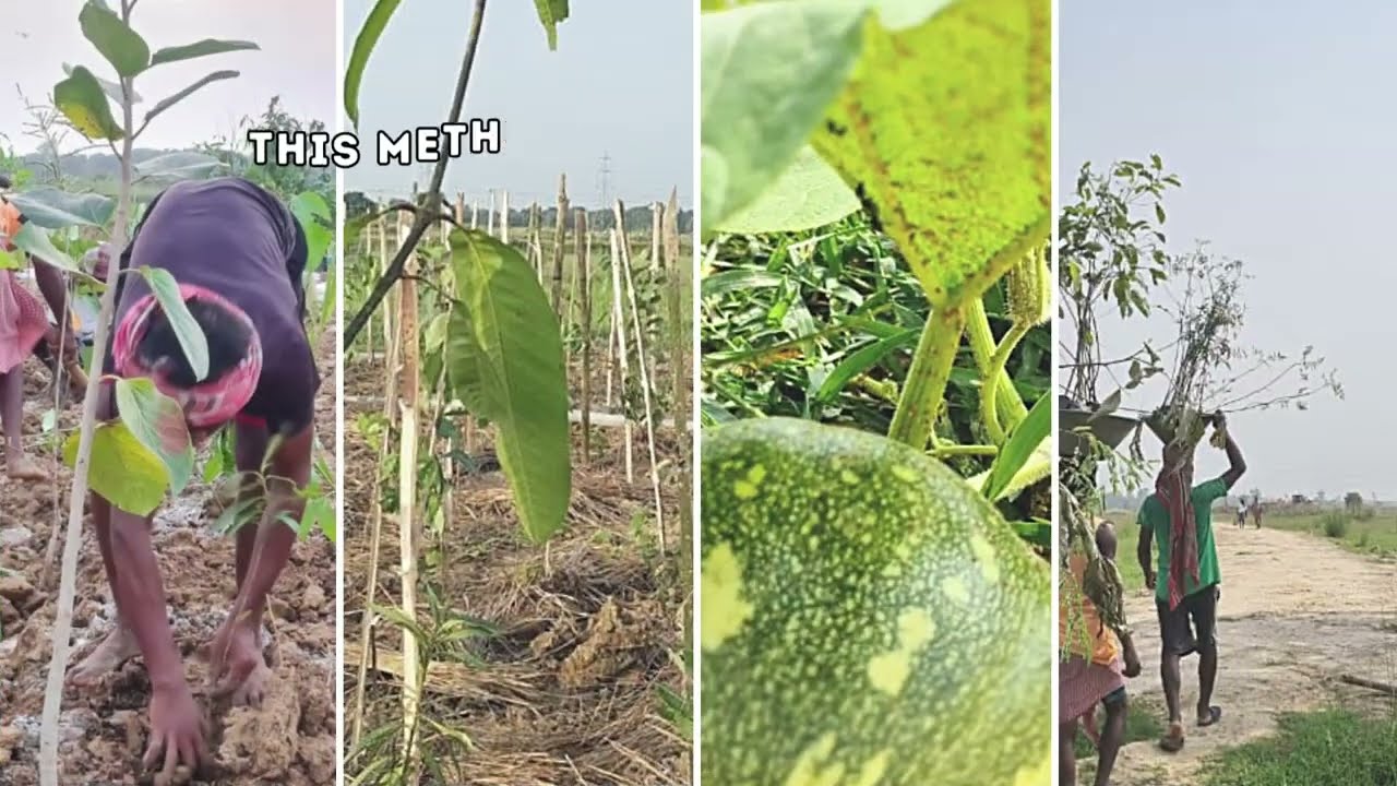 Creating a Forest at Khamarbari