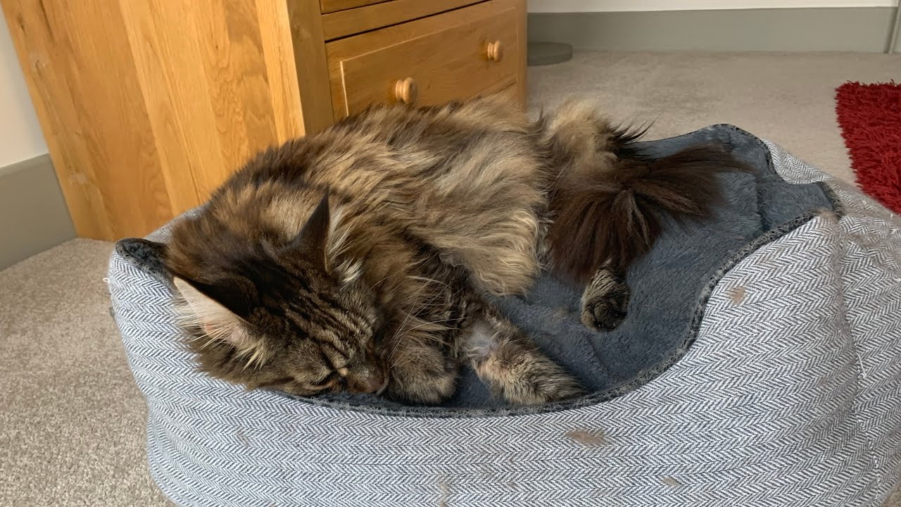 Maine Coon Breeders In USA, By State