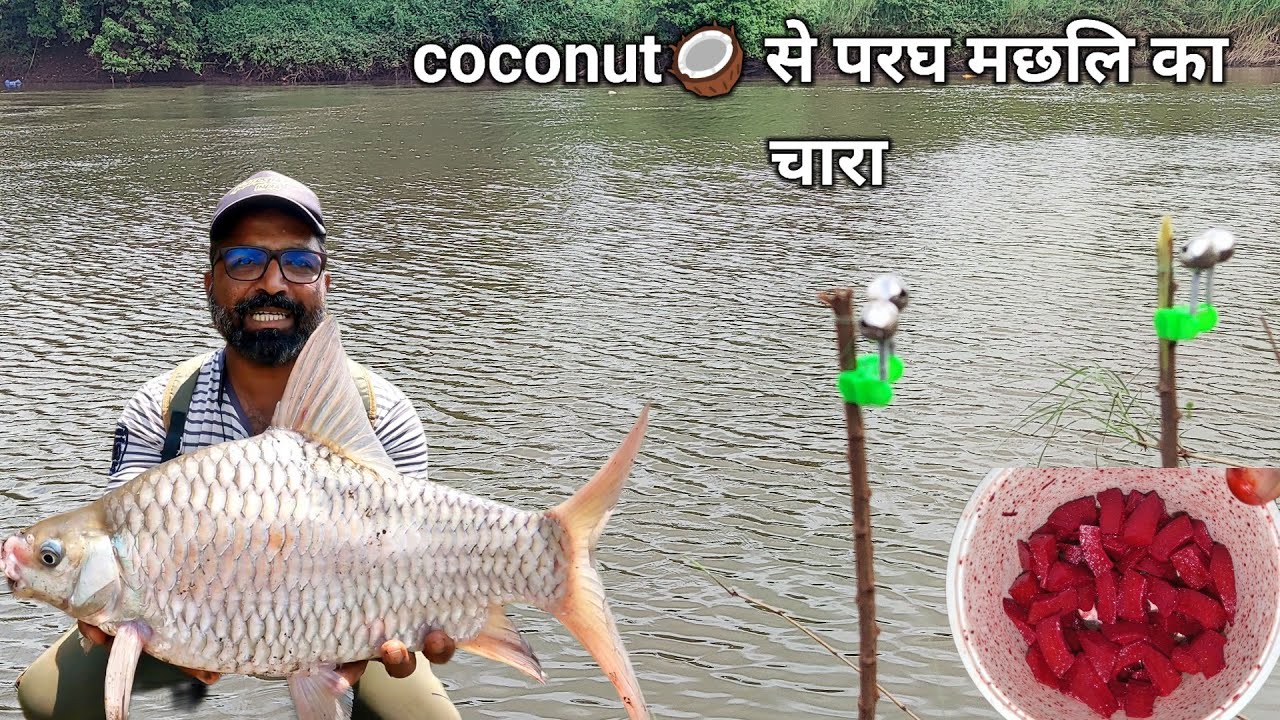 परघ मछलि का चारा कैसे बनाऐ|| Carp fishing bait|| coconut paragh machli ka chara|| best 💯 result