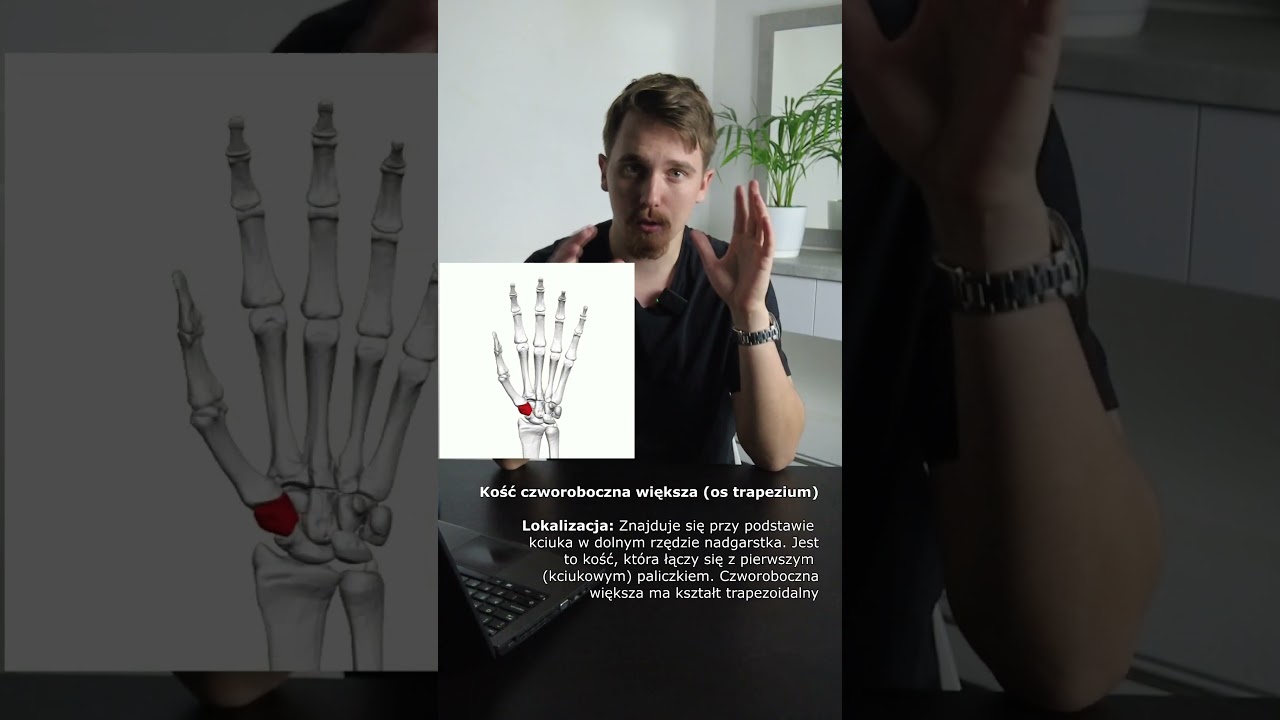 Kość czworoboczna większa (os trapezium) #anatomia #medycyna