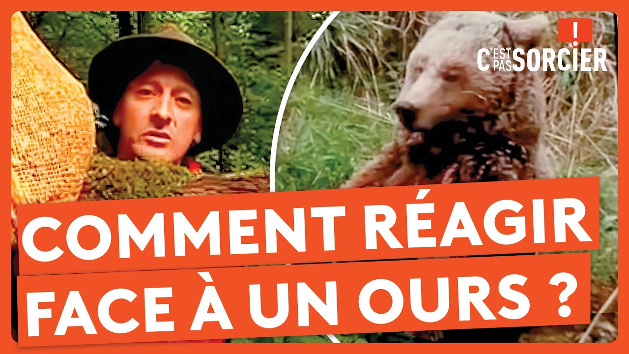 Comment réagir face à un ours ? - C'est pas sorcier