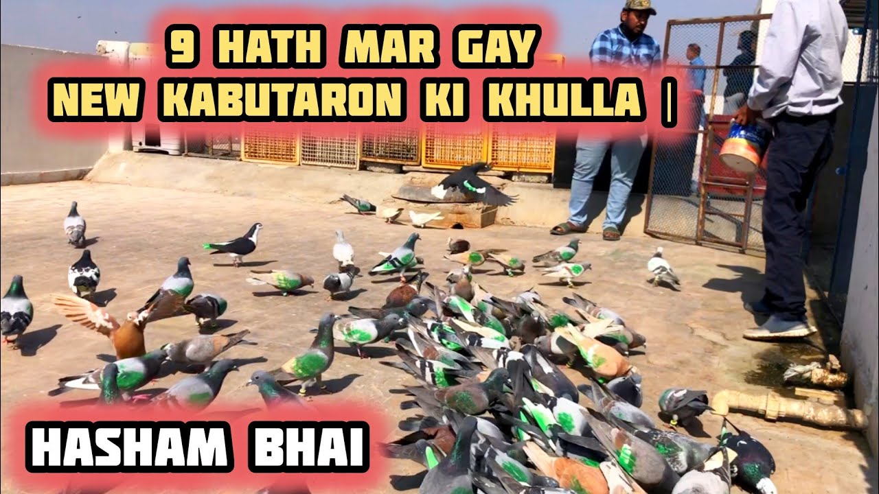 9 kabuter hath mar gaye | Hasham bhai | New Kabutaron ki khulla | 200 Naw kabutaron ki ladaiyan
