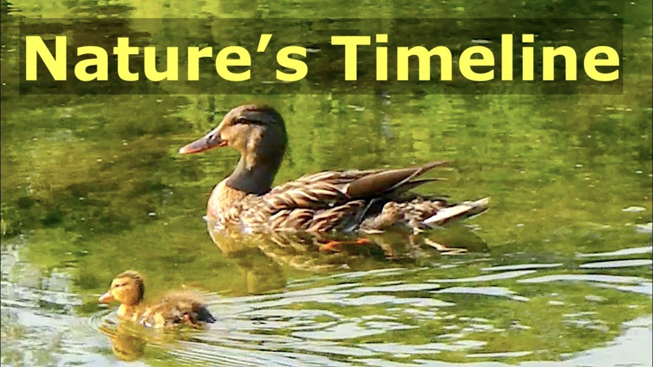 Nature Observation - June Review