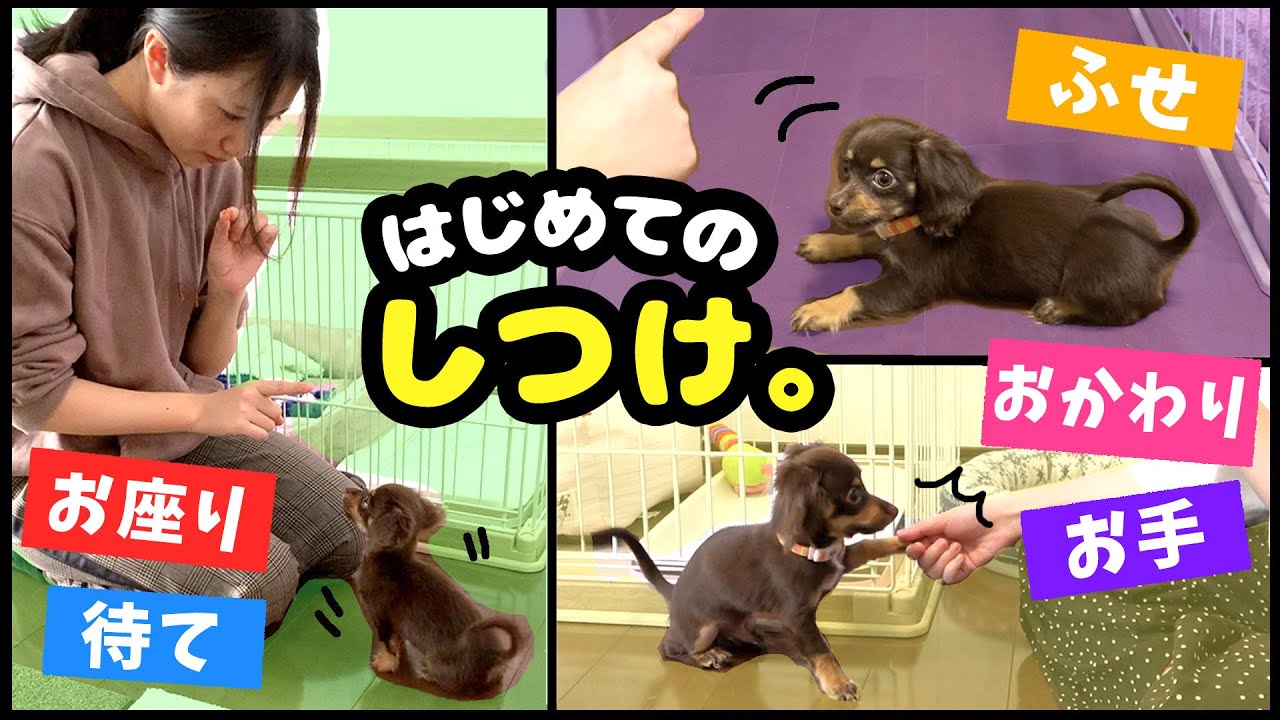 驚異の成長！チワックスの子犬がしつけを完璧に覚えるまで🐶【おすわり、お手、おかわり、伏せ、待て】
