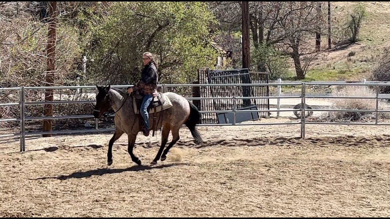 Helping a Friend Start a Colt