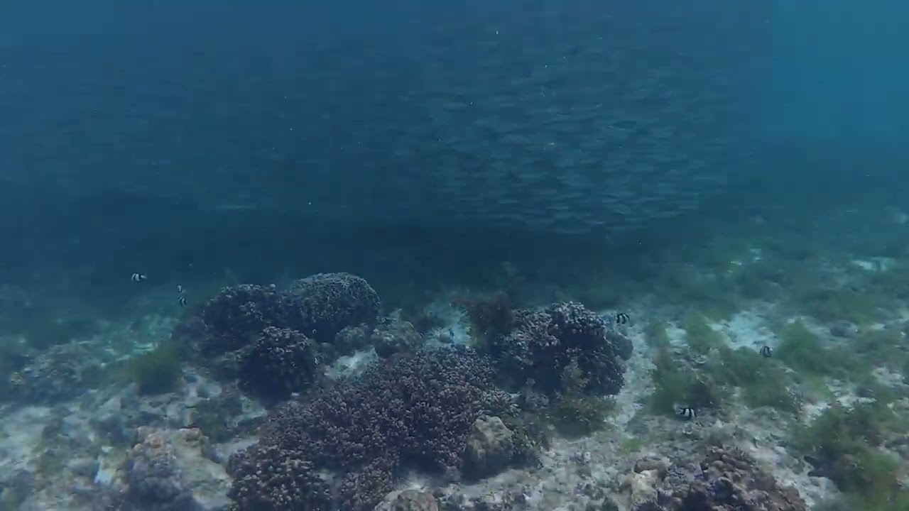 Sardine in Alona Beach,  Panglao island,  Bohol provence , Filippine