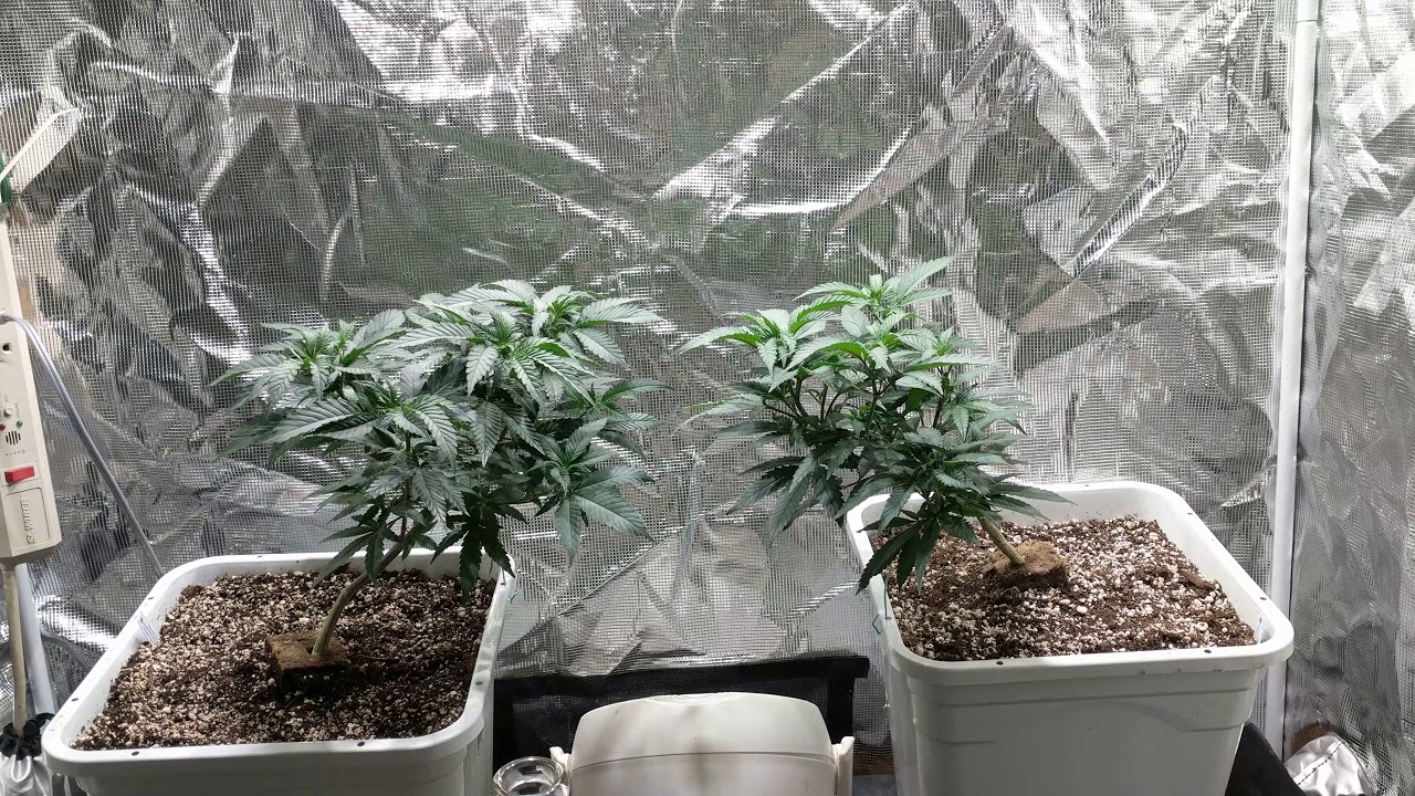 Dark heart Nursery blueberry muffin flowering Week 1.