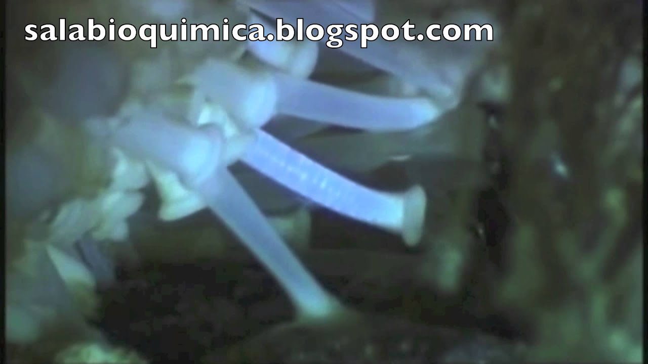 Estrelas do mar e preda&ccedil;&atilde;o