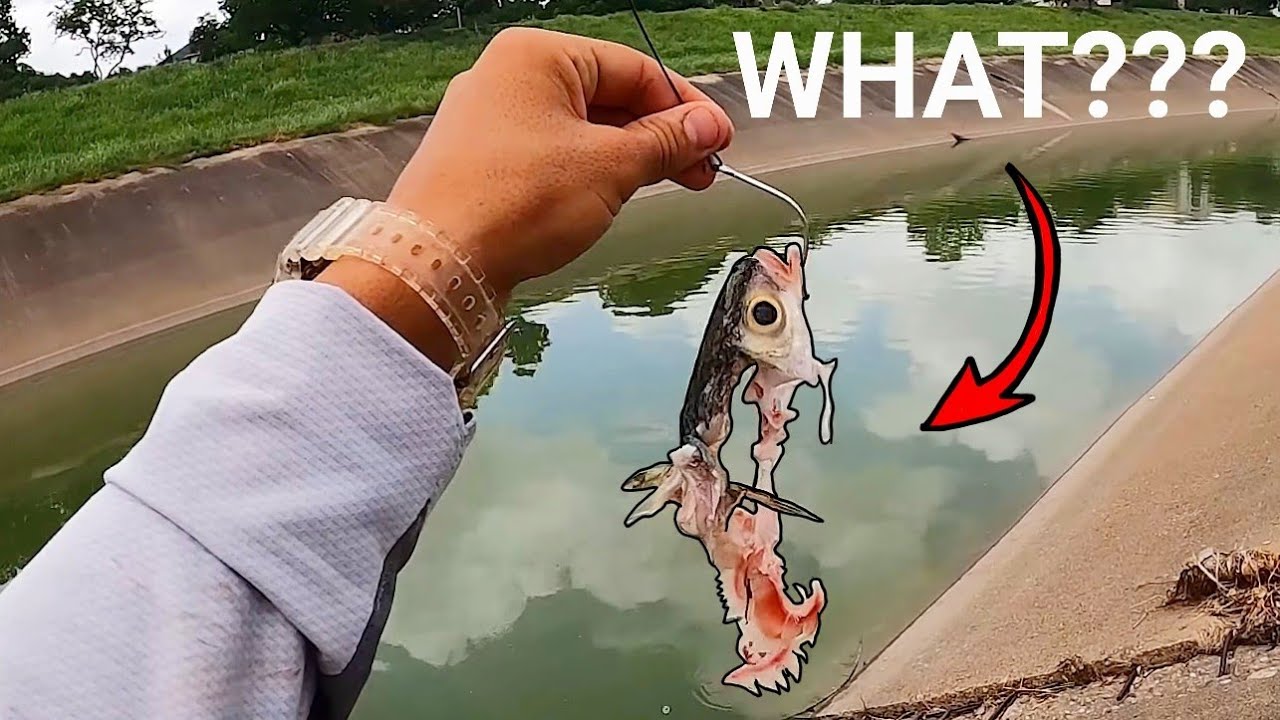 This Is Why You NEVER Fall In A City Bayou! (Flesh Stripped In Seconds!)