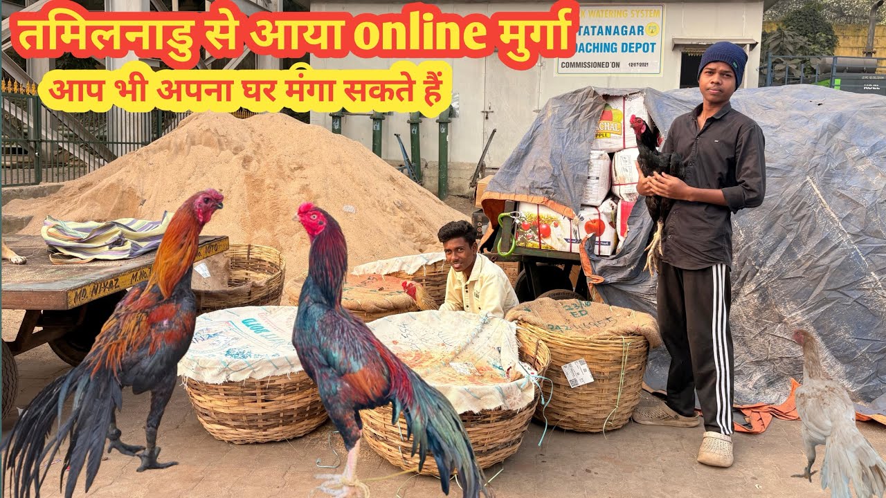 Tamilnadu se aaya online aseel murga 🐓 | snr flyers Jharkhand | all over India transport available 🐣