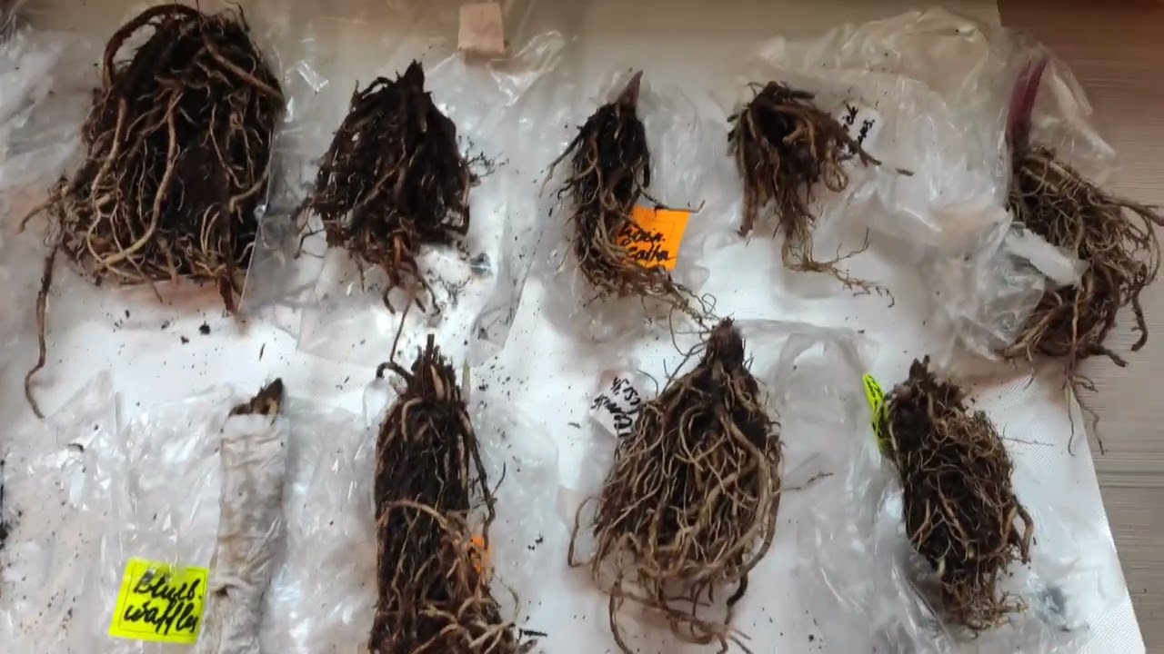 Хосты от Francen Hostas.. 2023 весна...как выглядит посадочный материал из оптового прайса (1 часть)