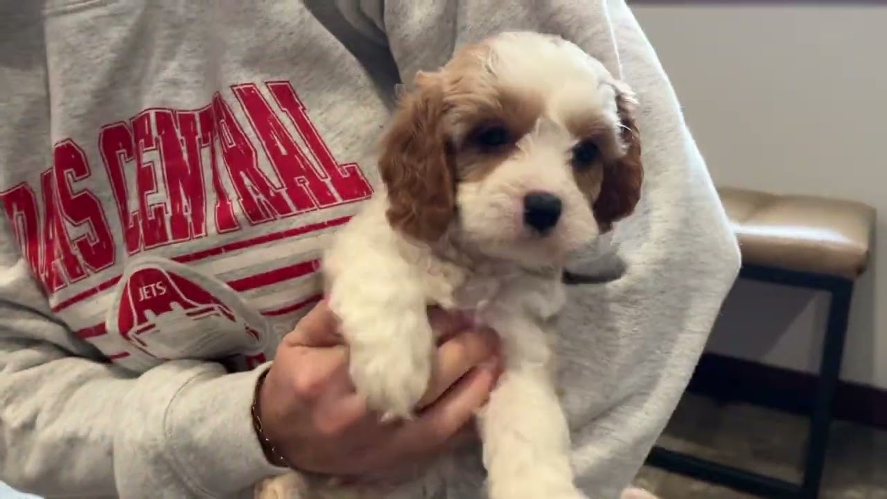 Ozzy. Cavapoo