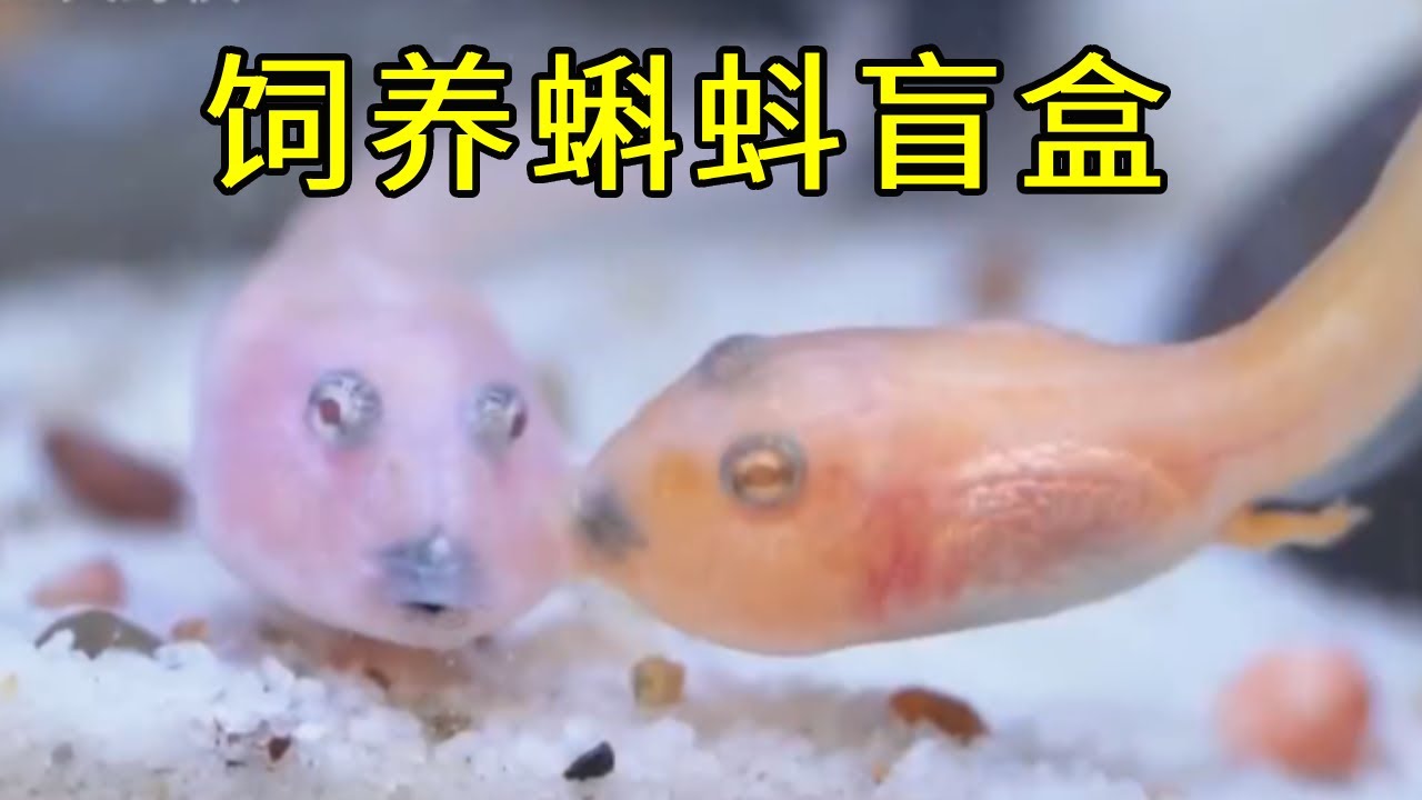 投入“巨资”入手蝌蚪盲盒，耗时50天竟有意外之喜，实景打造蛙蛙乐园【天野侠】