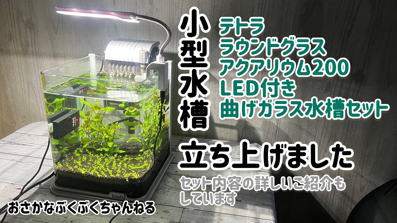 【小型水槽】テトラ ラウンドグラスアクアリウム 200 LED 曲げガラス水槽セットでシュリンプ水槽を立ち上げてみました◎セット内容も詳しく紹介しています【熱帯魚】