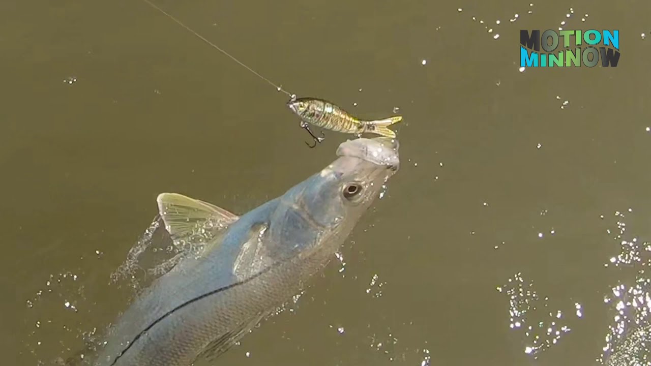 Motion Minnow Saltwater Swimbaits underwater video | Snook, Speckled Trout, Sharks,& Goliath Grouper