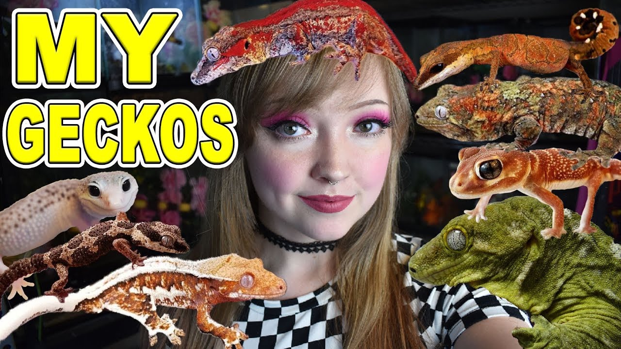 Все мои гекконы (более 30 гекконов, гребенчатых гекконов, горгулий, редких видов!)
