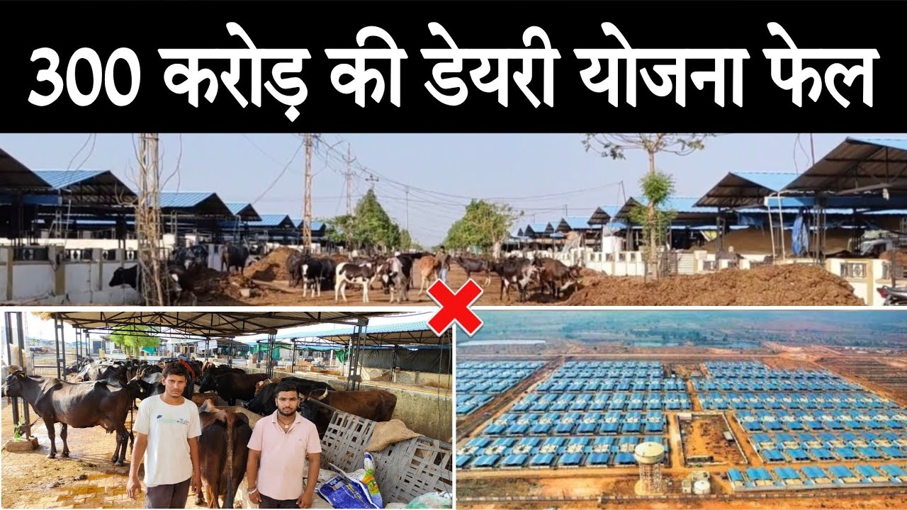 हजारों किसानों के लाखों पशु भूख प्यास से मर रहे हैं 😭 Dev Narayan Nagar Ekikrit Pashupalak Yojna ⚠️