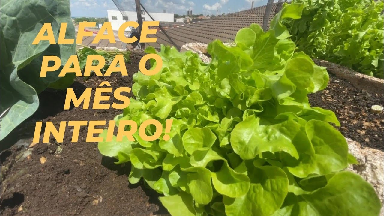 ECONOMIZE nas COMPRAS com a HORTA!! + ATUALIZA&Ccedil;&Otilde;ES! 🤗