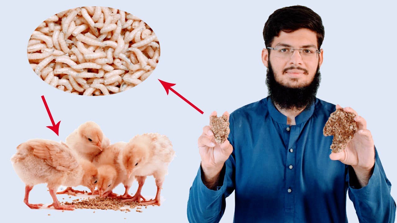 How to raise insects at home | Live food for chicks | Healthy food for chicks | Gull khan | 27 April