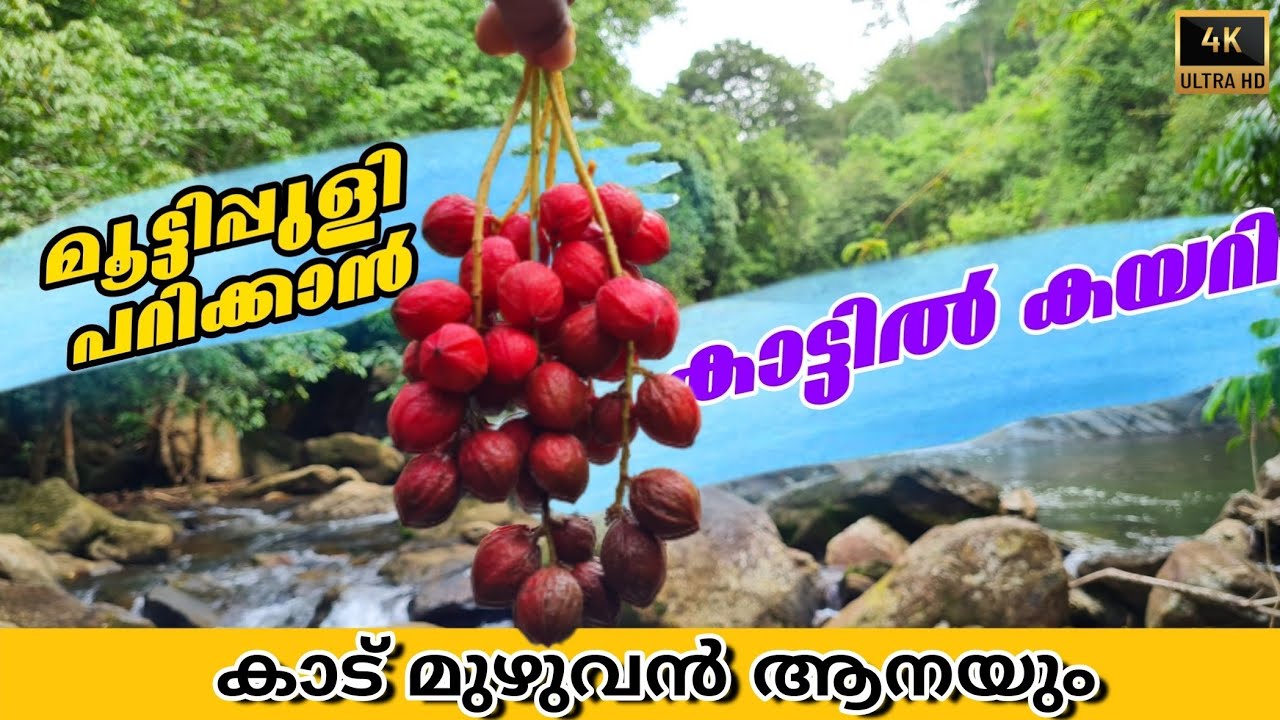 മൂട്ടിപ്പുളി പറിക്കാൻ ആനക്കാട്ടിലേക്ക് @ArunkumarPurakkattu
