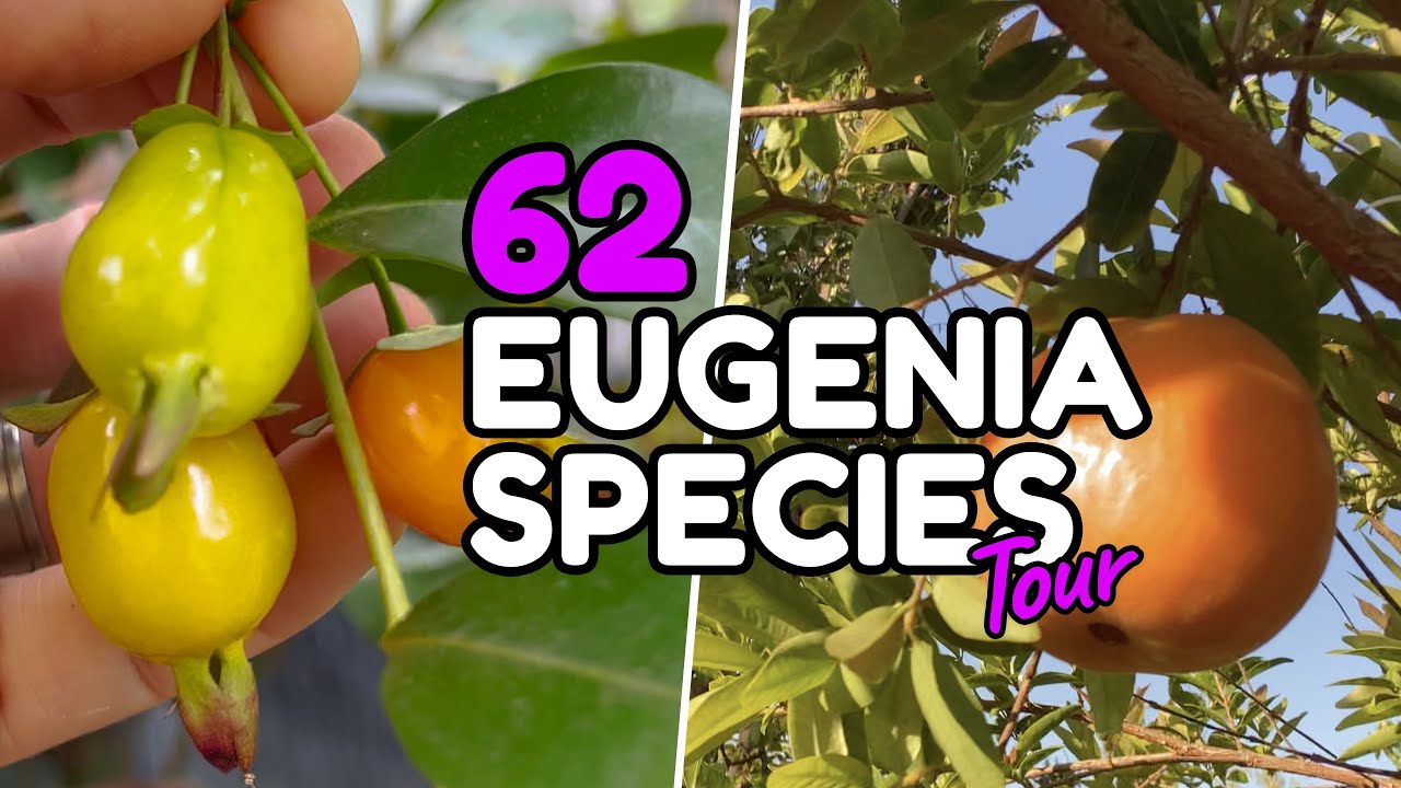 Eugenia yard tour with 62+ species in Southern California