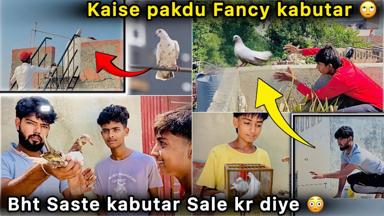 Pehl Baar Fancy Kabutar Pakdne Lge 🤑 || Bacho ko Kabutar Sale kr diye 😮 || Paise hi Paise hogye 💰