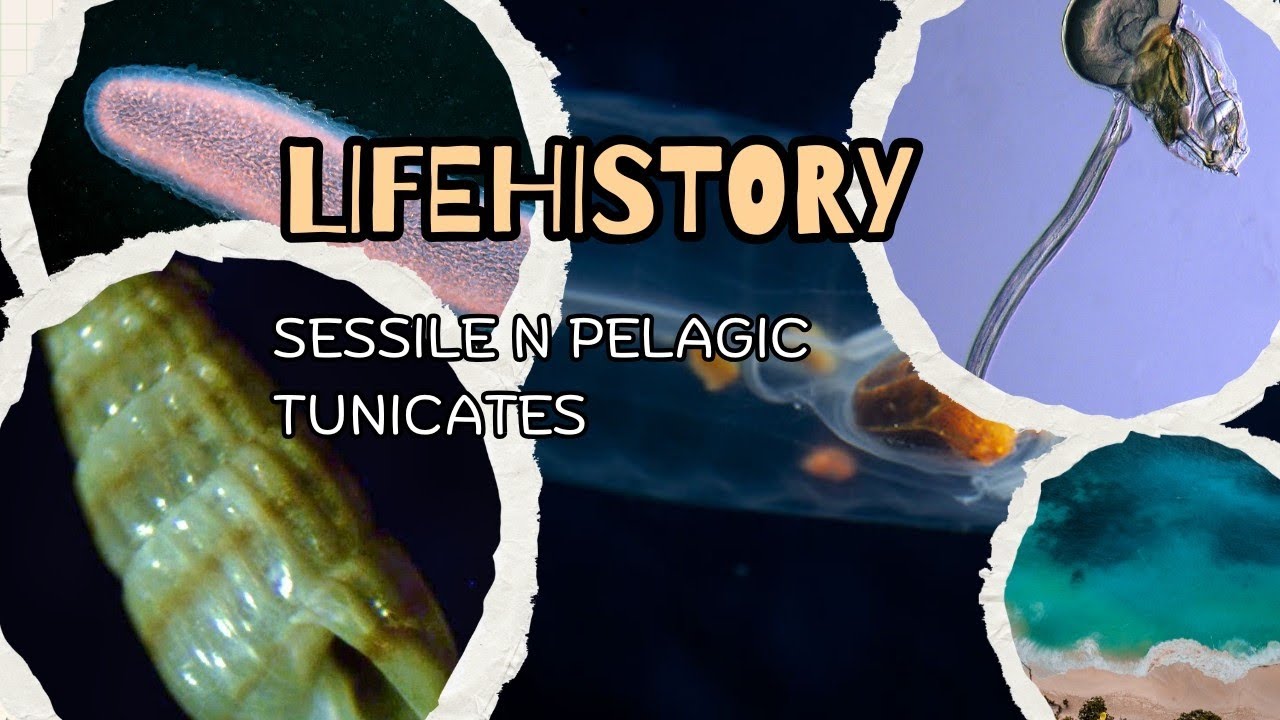Sessile, pelagic tunicates and their life