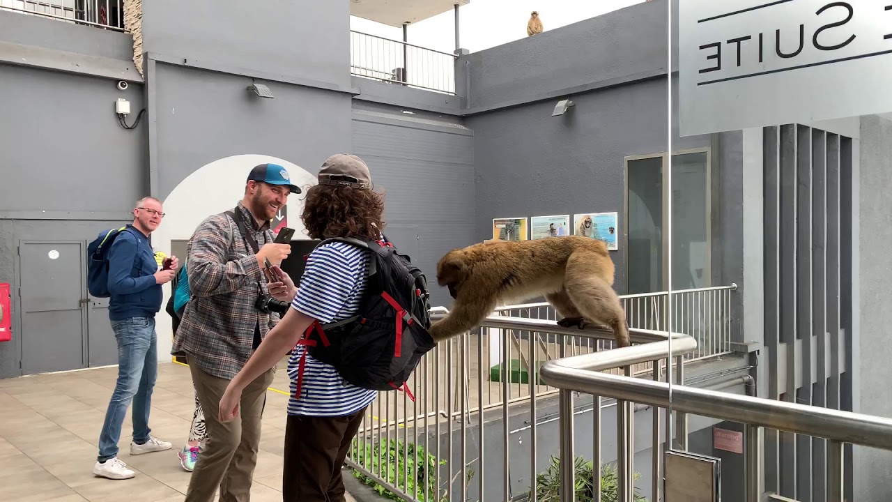 Gibraltar Monkeys Stealing off tourists