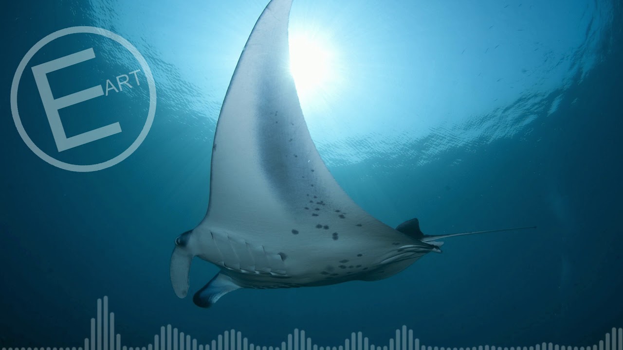 EigenARTig - DEEP SEA (Electronic Ambient)
